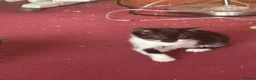 Mixed Breed cats for sale: Black/White Female kitten Black male kitten in Peterhead - Advert 3