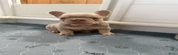 French Bulldog dogs for sale: Exotic French Bulldog Puppies  - Advert 4