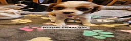 Cavalier King Charles Spaniel dogs for sale: Cavalier king charles spaniel puppies  - Advert 3