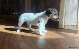Mixed Breed dogs for sale: Rough coated Jack Russell  - Image 8