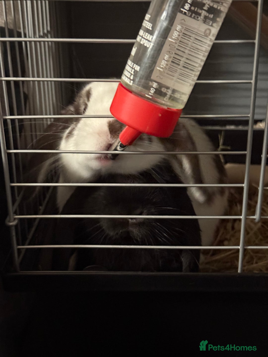 Mini Lop rabbits for sale: Two mini lop rabbits  - Advert 9