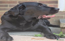 Labrador Retriever dogs for sale: 💫Stunning chocolate and black labrador pups 💫 - Image 19