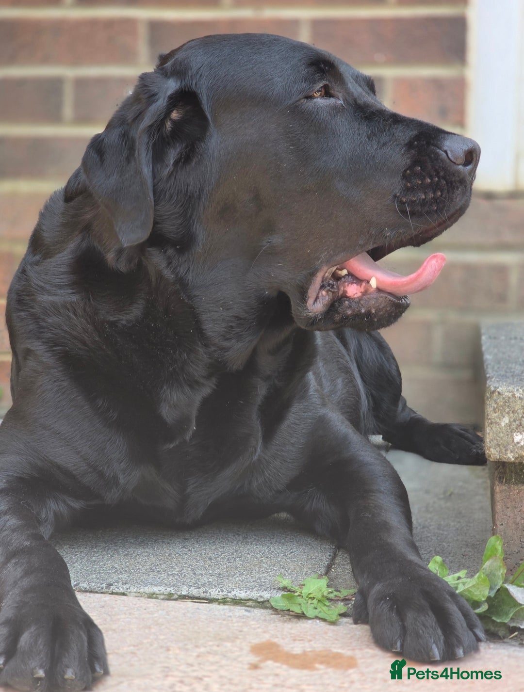 Labrador Retriever dogs for sale: 💫Stunning chocolate and black labrador pups 💫 - Image 19