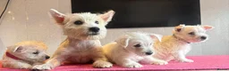West Highland Terrier dogs for sale: West highland terrier  - Advert 5