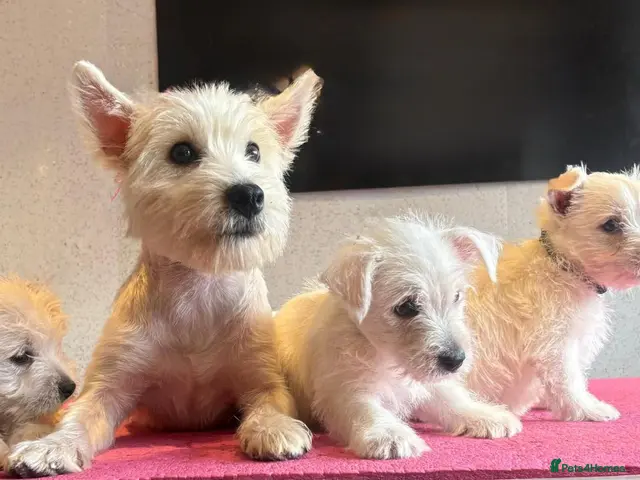 West Highland Terrier dogs for sale: West highland terrier - Advert 1