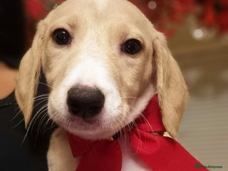 Mixed Breed dogs 1 left**stunning saluki lurcher puppy 🐶 - Advert 8