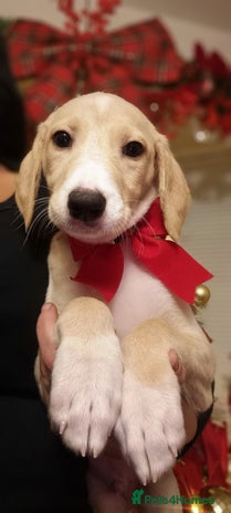 Mixed Breed dogs 1 left**stunning saluki lurcher puppy 🐶 - Advert 10