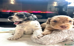 Cockapoo dogs for sale: Rare marked  small cockerpoo puppys  - Advert 6