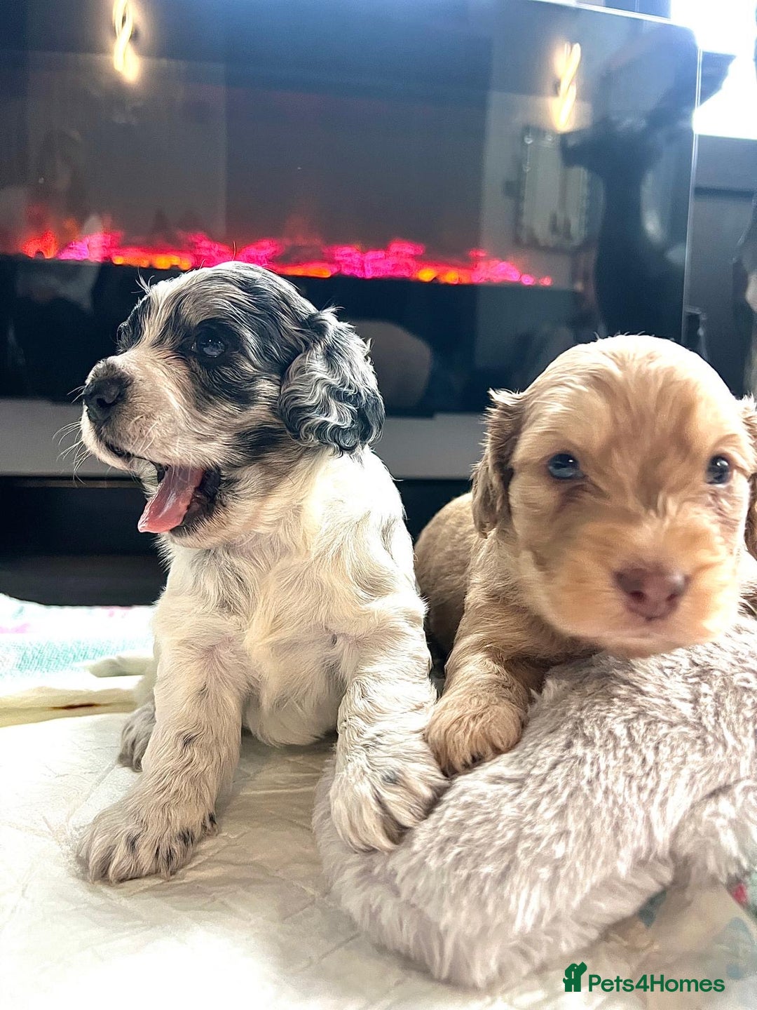 Cockapoo dogs for sale: Rare marked  small cockerpoo puppys  - Advert 6