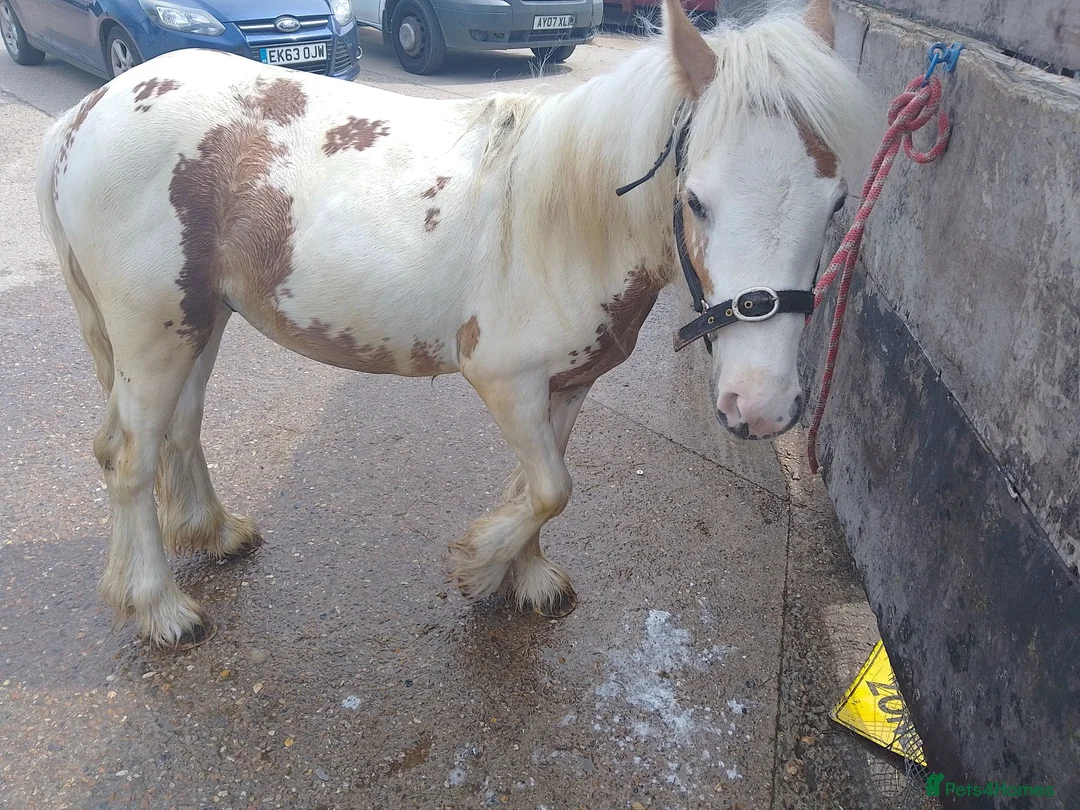 Irish Cob horses for sale: White and red stallion colt - Advert 1