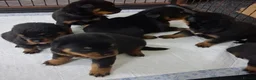 Rottweiler dogs for sale: Powerhouse Rottweiler Puppies–Bold And Impressive in Norwich - Advert 9