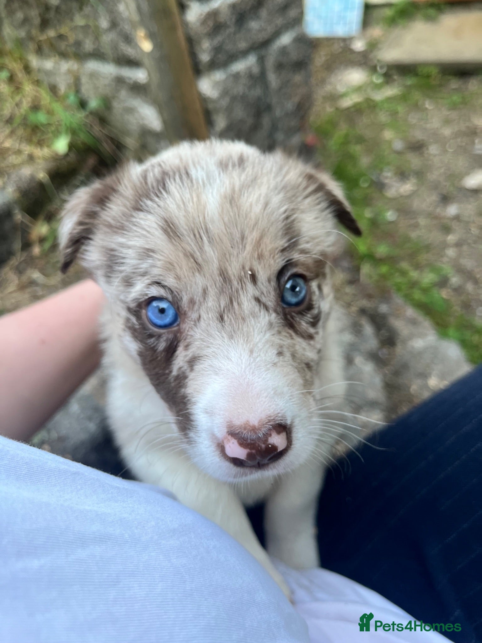 Border Collie dogs ISDS/KC Border Collie puppies for sale  - Advert 1
