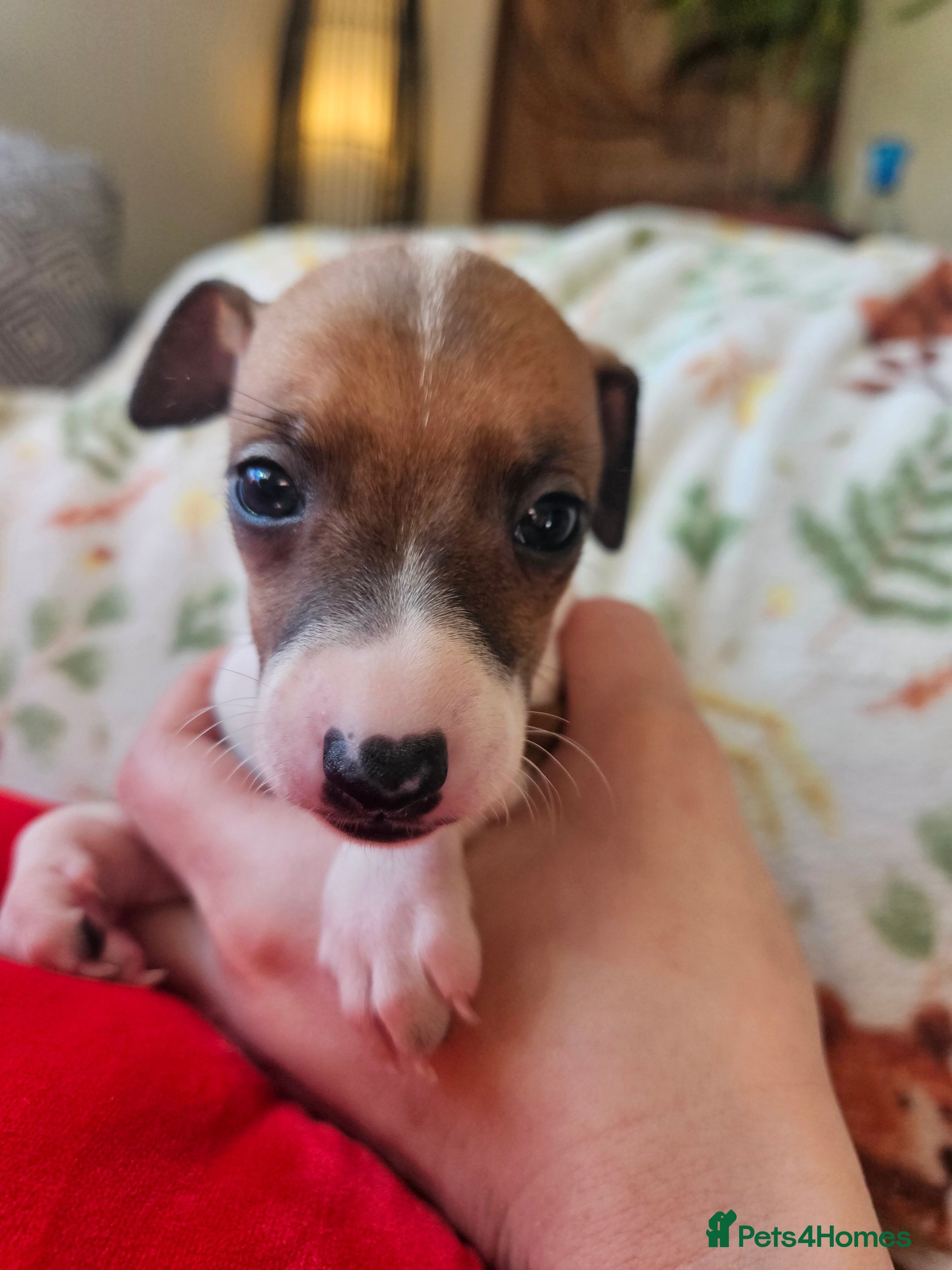 Italian Greyhound dogs Beautiful Italian Greyhound Puppies KC Registered - Advert 19
