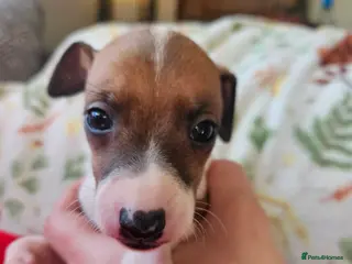 Italian Greyhound dogs Beautiful Italian Greyhound Puppies KC Registered - Advert 19