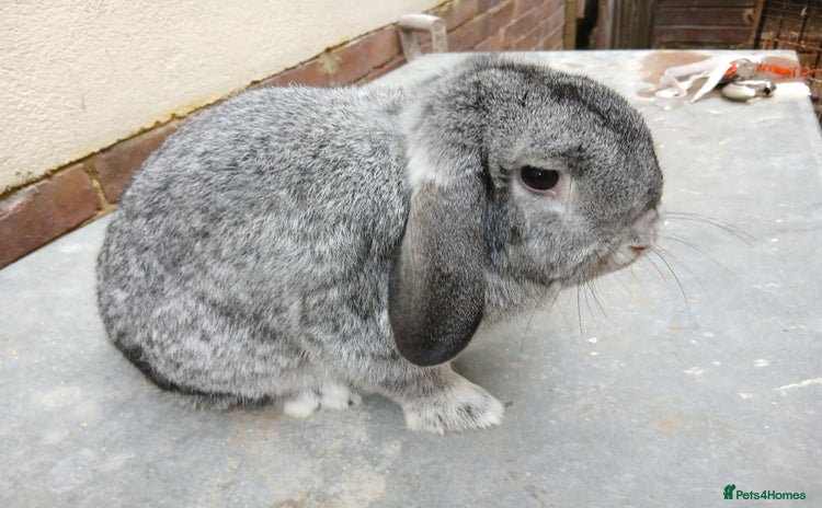 Mini Lop rabbits - Advert 1