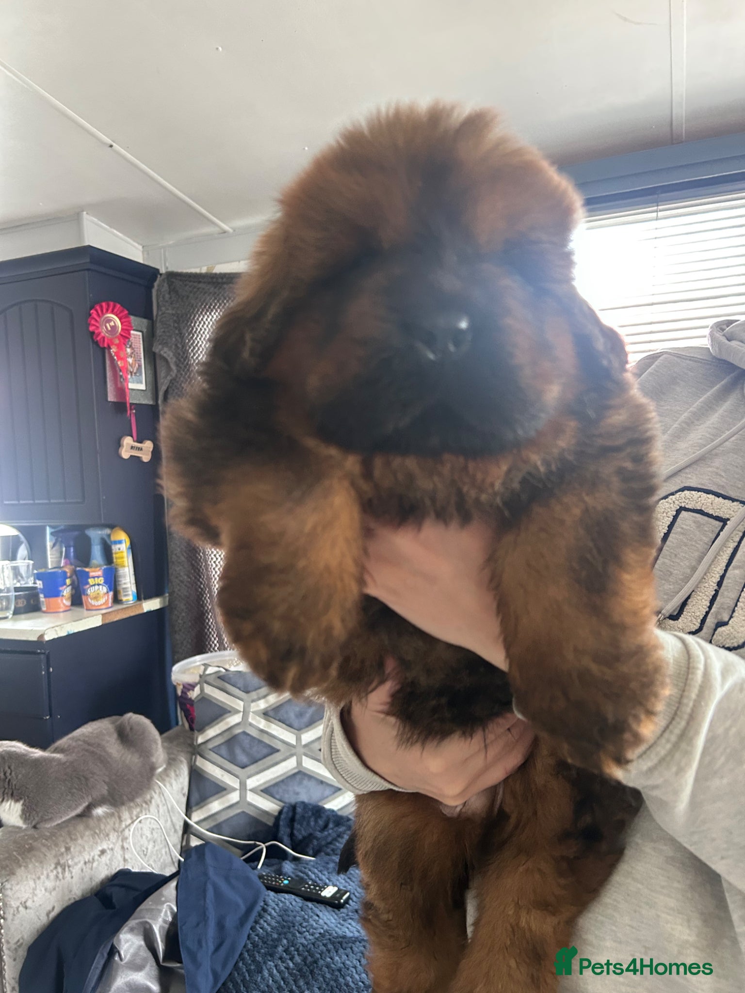 Tibetan Mastiff dogs Male Tibetan mastiff puppy  - Advert 1