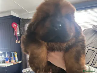 Tibetan Mastiff dogs Male Tibetan mastiff puppy - Advert 1