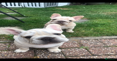 French Bulldog dogs in Liverpool - Advert 2
