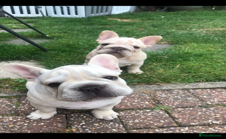 French Bulldog dogs in Liverpool - Advert 16