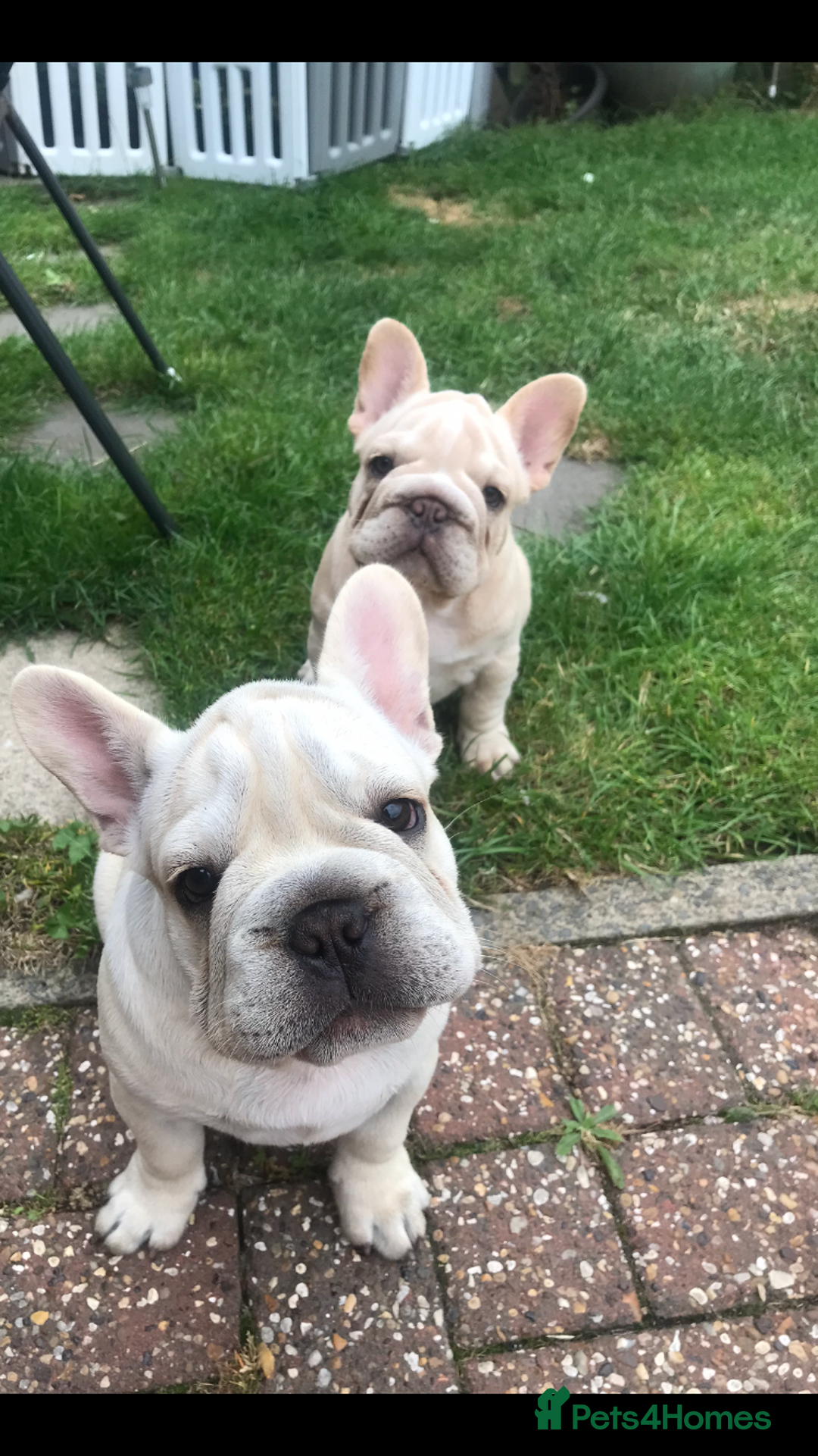 French Bulldog dogs for sale:  Price drop ⭐️French bulldogs from £1350  to £1500 in Liverpool - Image 3