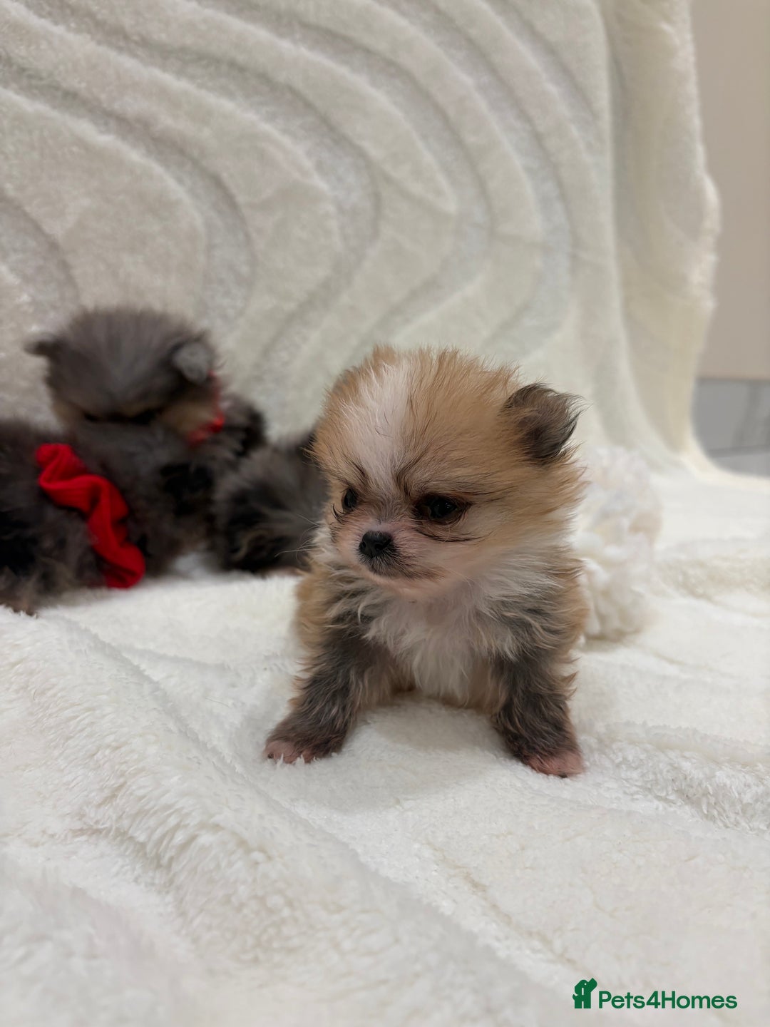 Pomeranian dogs for sale: RARE MINI MERLE FLUFFY POMERANIANS  - Advert 13