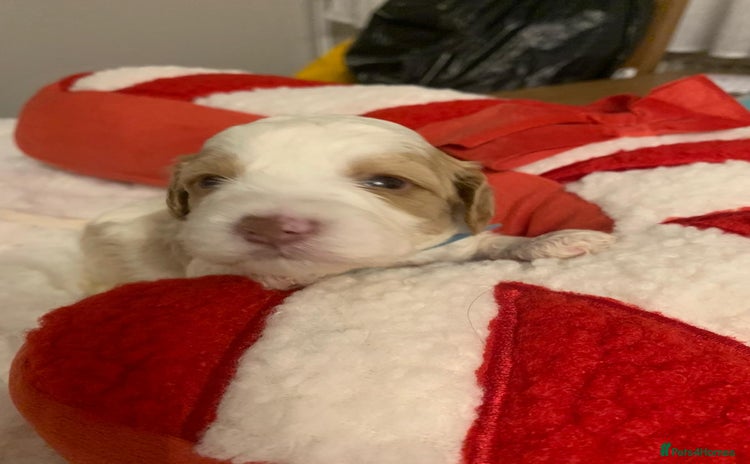 Mixed Breed dogs Cavapochon puppies  - Advert 5