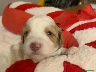 Mixed Breed dogs Cavapochon puppies - Advert 6