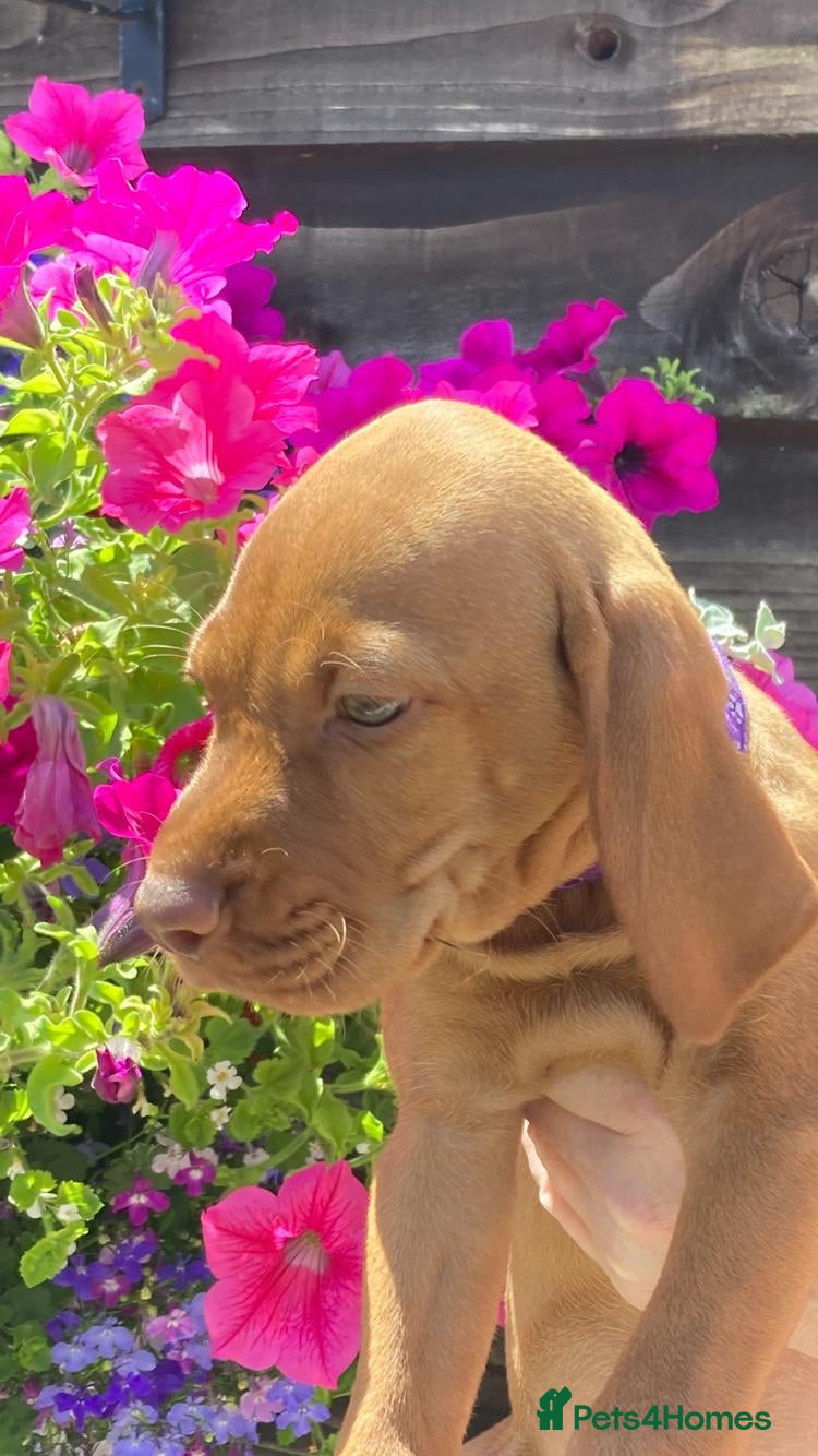 Hungarian Vizsla dogs Hungarian Vizsla Puppies - Advert 2