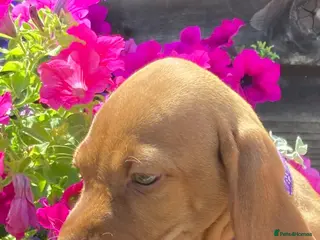 Hungarian Vizsla dogs Hungarian Vizsla Puppies - Advert 2