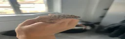 Leopard Gecko reptiles for sale: Leopard gecko healthy  in Waterlooville - Advert 3