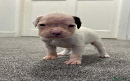 Boxer dogs for sale: KC Registered Boxer Puppies - Image 17