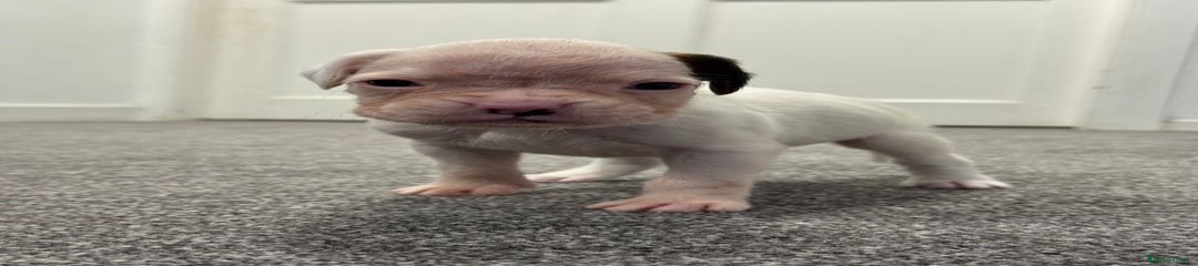  Puppy 4