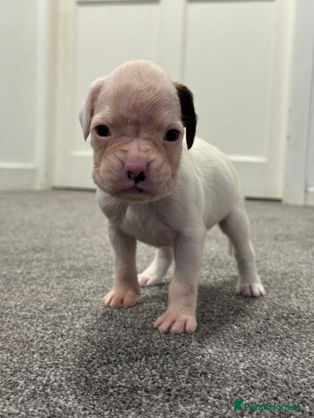 Boxer dogs for sale: KC Registered Boxer Puppies - Image 17