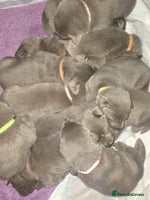 Labrador Retriever dogs - Advert 3