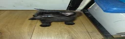 Bengal cats for sale: Rare Silver Smoke Bengal and Black Kittens. MALES - Advert 21