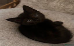 Ragdoll cats for sale: Calicox ragdolls - Image 5