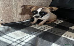 Jack Russell dogs for sale: Beautiful Jack Russell pups for sale  in Stoke-on-Trent - Image 13