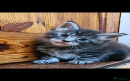 Maine Coon cats for sale: Adorable maincoon kittens 😸 looking for new home  - Image 9