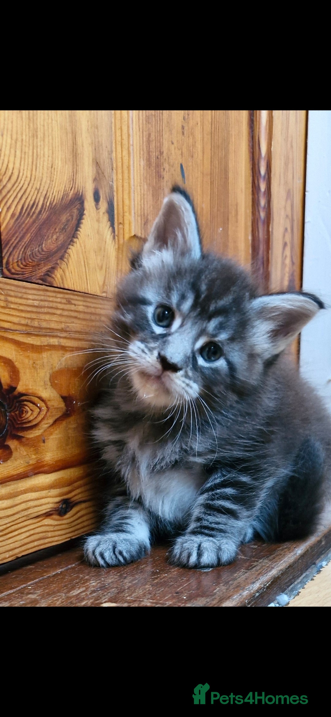 Maine Coon cats for sale: Adorable maincoon kittens 😸 looking for new home  - Image 9