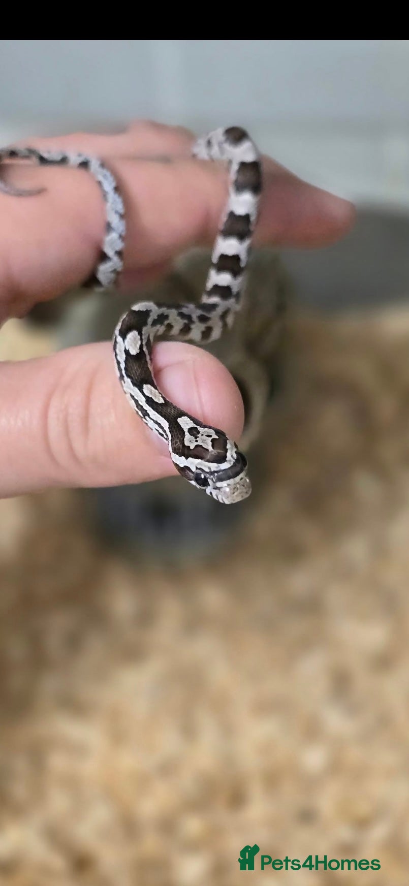 Corn Snake reptiles for sale: Benny the corn snake in Wakefield - Advert 2