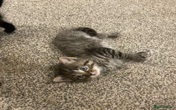 Ragdoll cats for sale: British long haired crossed Ragdoll kittens - Image 1