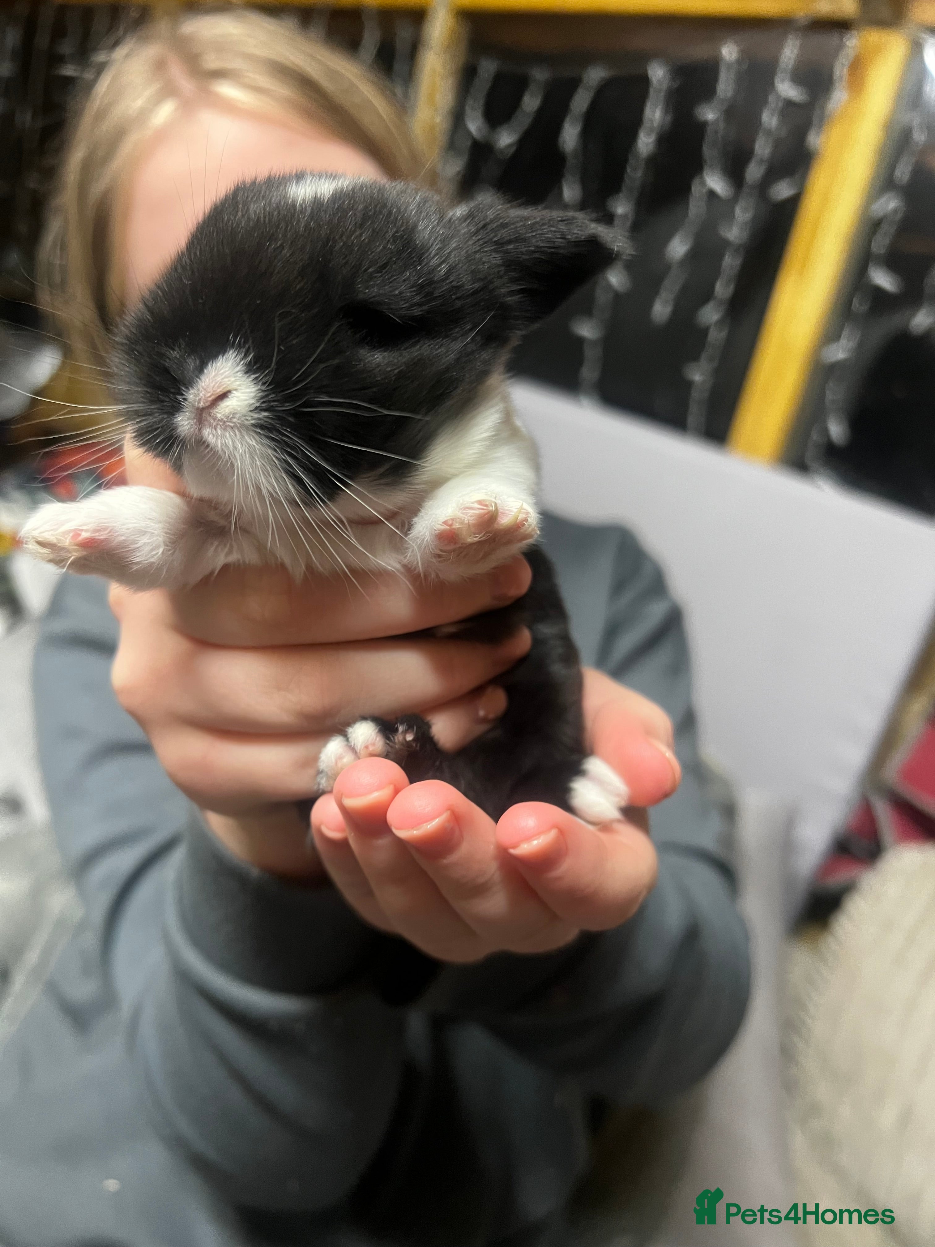 Lionhead rabbits Bouncing bunnies  - Advert 7