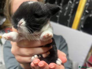 Lionhead rabbits Bouncing bunnies - Advert 7