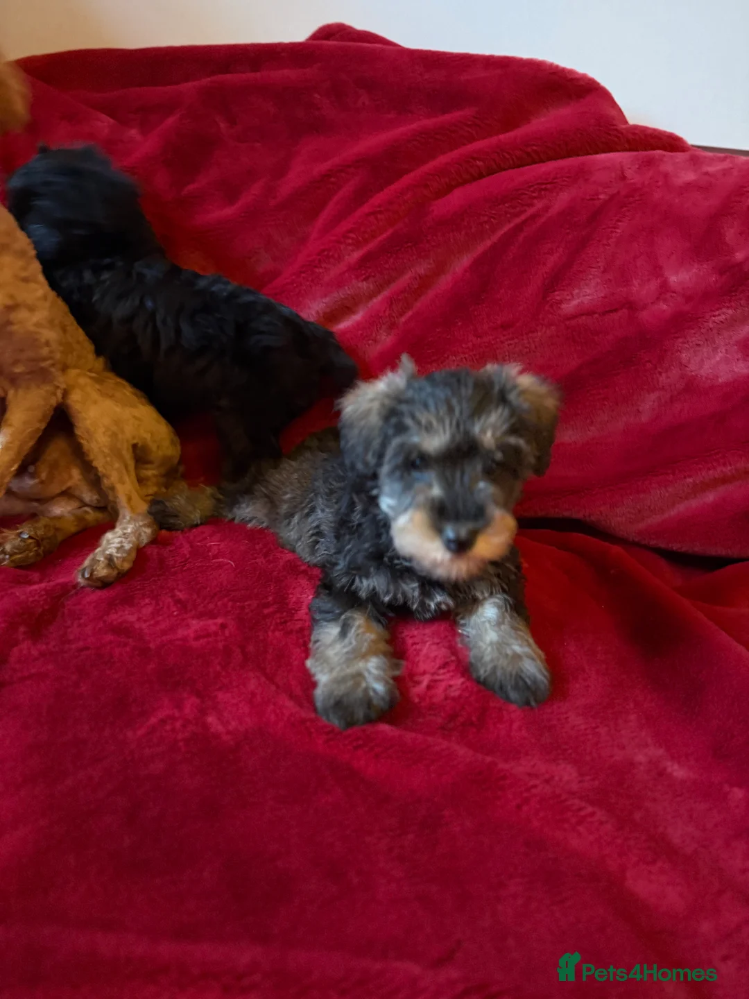 Mixed Breed dogs for sale: Two beautiful mini schnoodle pups - Advert 2