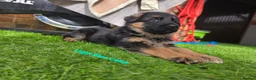 German Shepherd dogs for sale: KC Reg GSD – Top Health Tested Parents - Advert 6