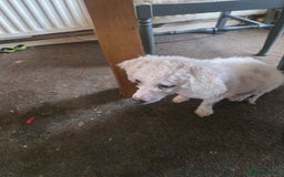 Cavachon dogs for sale: Bichon puppies  - Image 5