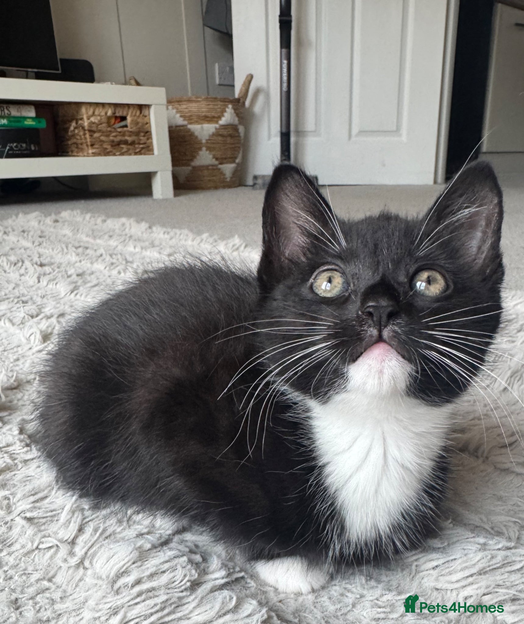 Mixed Breed cats 4 beautiful kittens ready for forever homes🤍 - Advert 4