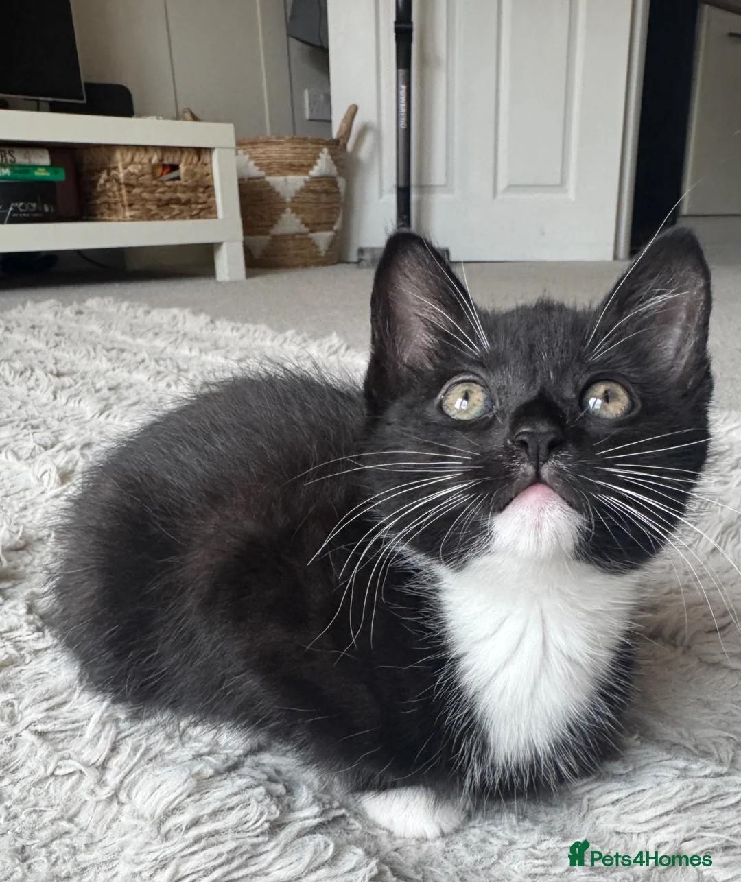 Mixed Breed cats for sale: 4 beautiful kittens ready for forever homes🤍 - Advert 1