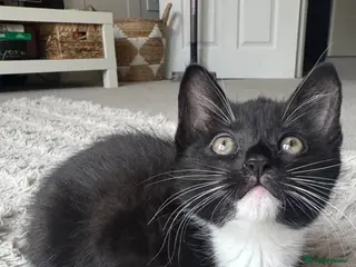 Mixed Breed cats 4 beautiful kittens ready for forever homes🤍 - Advert 1