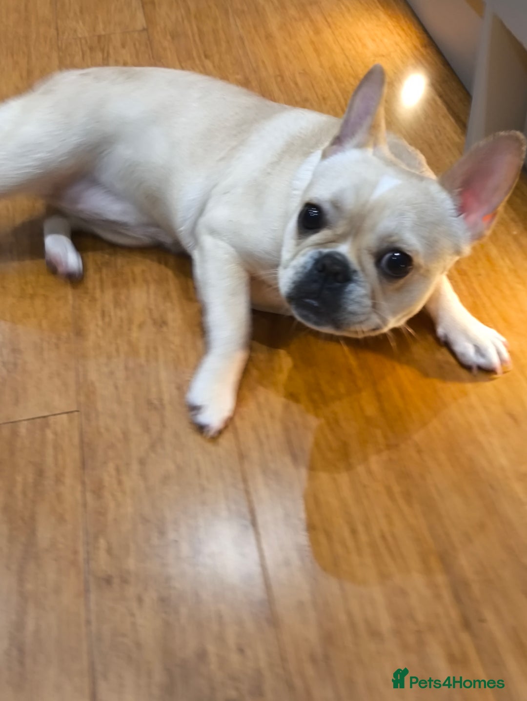 French Bulldog dogs for sale: French bulldog  - Advert 6